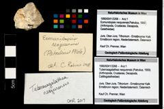Foto (Objekt + Etikett) von Tuberosagalathea neojurensis (Patrulius, 1959)  (NHMW-GEO-1990-0041-3268)